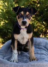 Medium Photo #1 Rottweiler-Unknown Mix Puppy For Sale in Alpharetta, GA, USA