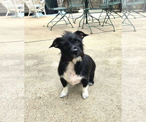 Mutt Dogs for adoption in Belleuve, NE, USA
