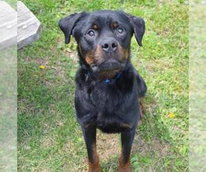 Rottweiler Dogs for adoption in Murfreesboro, TN, USA
