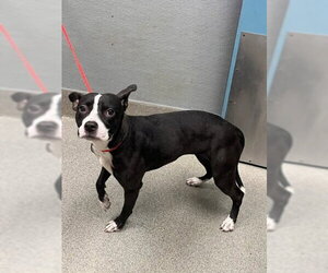 Mutt Dogs for adoption in Las Vegas, NV, USA