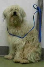 Lhasa Apso Dogs for adoption in Seattle, WA, USA