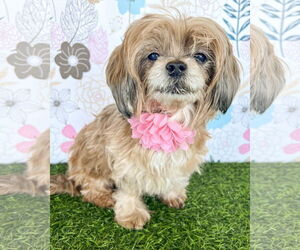 Shih Tzu-Unknown Mix Dogs for adoption in Corona, CA, USA