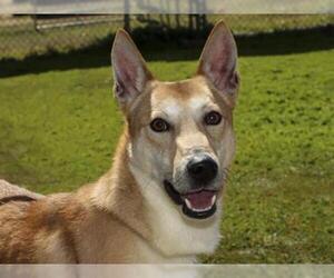 Shiba Inu Dogs for adoption in Ojai, CA, USA