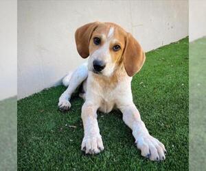 Coonhound Dogs for adoption in Fredericksburg, TX, USA