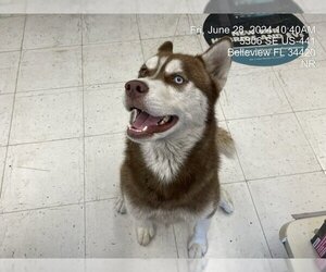 Siberian Husky Dogs for adoption in Ocala, FL, USA