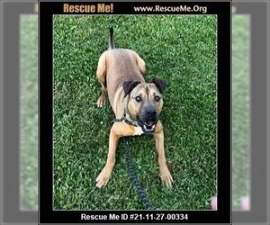 American Staffordshire Terrier-Black Mouth Cur Mix Dogs for adoption in Benton, PA, USA