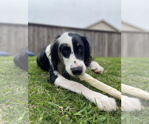 English Springer Spaniel-Unknown Mix Dogs for adoption in McKinney, TX, USA