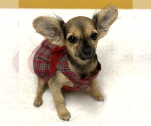 Chihuahua Dogs for adoption in Fort Pierce, FL, USA