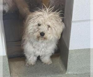 Poodle (Miniature)-Unknown Mix Dogs for adoption in San Martin, CA, USA