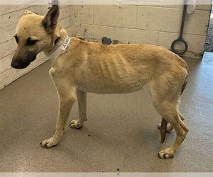 Mutt Dogs for adoption in San Bernardino, CA, USA