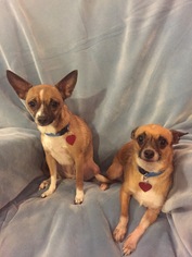 Medium Photo #1 Chihuahua Puppy For Sale in Tomball, TX, USA