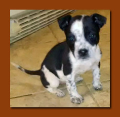 Medium Photo #1 Mutt Puppy For Sale in Wakefield, RI, USA