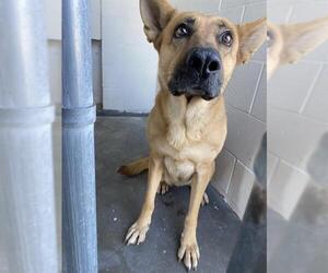 German Shepherd Dog Dogs for adoption in Rosenberg, TX, USA
