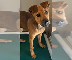 Black Mouth Cur-Unknown Mix Dogs for adoption in Augusta, GA, USA