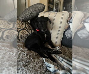 Labrador Retriever-Unknown Mix Dogs for adoption in Tarrytown, GA, USA