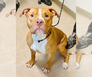 American Pit Bull Terrier Dogs for adoption in Derwood, MD, USA