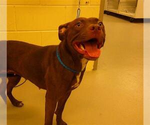 Mutt Dogs for adoption in Sanford, FL, USA