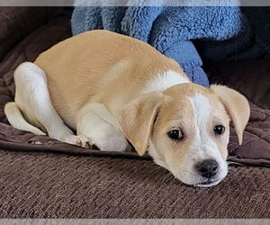 Labrador Retriever-Unknown Mix Dogs for adoption in Lakewood, CO, USA