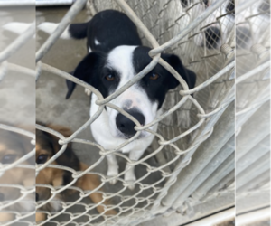 Borador Dogs for adoption in Unionville, PA, USA