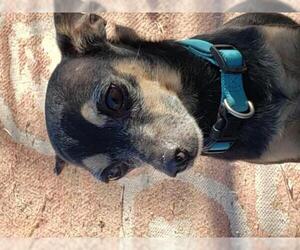 Chihuahua Dogs for adoption in Tonopah, AZ, USA