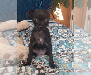 Chihuahua-Unknown Mix Dogs for adoption in Lakewood, CO, USA