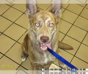 Siberian Husky Dogs for adoption in West Palm Beach, FL, USA