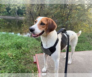Treeing Walker Coonhound-Unknown Mix Dogs for adoption in Minneapolis, MN, USA