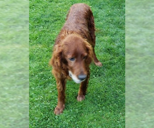 Golden Irish Dogs for adoption in Neillsville, WI, USA