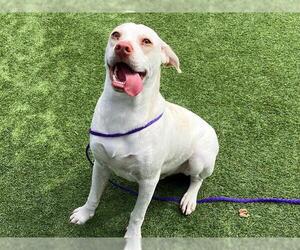 Labbe Dogs for adoption in Orange, CA, USA