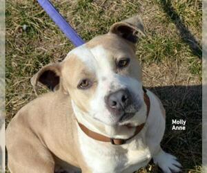American Staffordshire Terrier Dogs for adoption in Raytown, MO, USA
