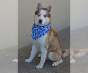 Huskies -Unknown Mix Dogs for adoption in McKinney, TX, USA