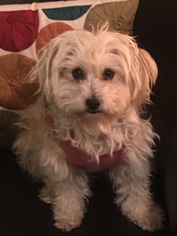 Maltese Dogs for adoption in Sacramento, CA, USA