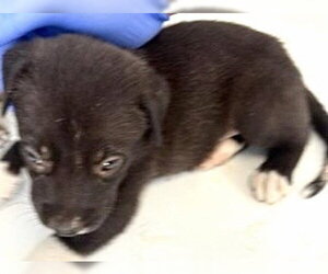 Labrador Retriever Dogs for adoption in Houston, TX, USA