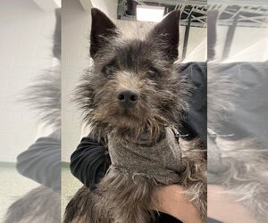 Cairn Terrier-Unknown Mix Dogs for adoption in Salisbury, NC, USA