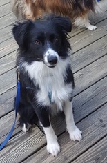 Border Collie Dogs for adoption in Bellbrook, OH, USA