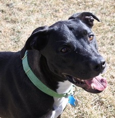 Labrador Retriever-Unknown Mix Dogs for adoption in Canon City, CO, USA