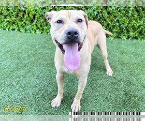 American Pit Bull Terrier-Labrador Retriever Mix Dogs for adoption in West Palm Beach, FL, USA