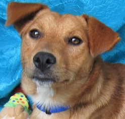 Corgi Basset Dogs for adoption in Cuba, NY, USA
