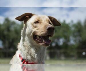 Shepradors Dogs for adoption in Denver, CO, USA