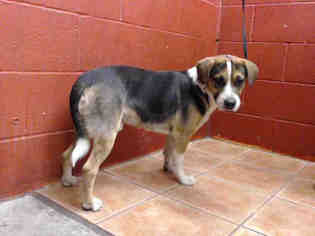 Beagle Dogs for adoption in Downey, CA, USA