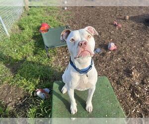 Mutt Dogs for adoption in McKinleyville, CA, USA