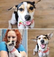 Jack Russell Terrier-Unknown Mix Dogs for adoption in Vancouver, WA, USA