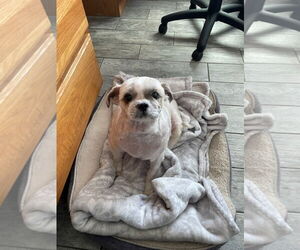Shih Tzu-Unknown Mix Dogs for adoption in Tempe , AZ, USA