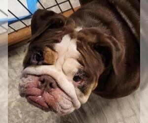 Bulldog Dogs for adoption in Smithfield, PA, USA