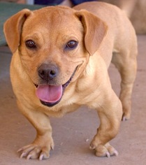 Basschshund Dogs for adoption in Tucson, AZ, USA