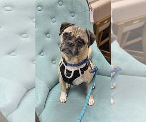 Pug Dogs for adoption in Mundelein, IL, USA