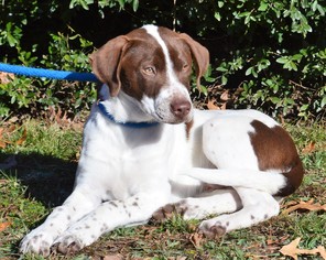 Pointer Dogs for adoption in Mukwonago, WI, USA