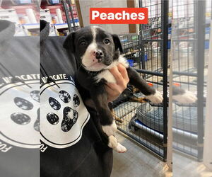 Labrador Retriever Dogs for adoption in Foristell, MO, USA