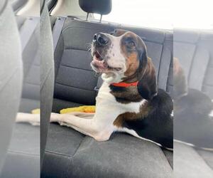 Treeing Walker Coonhound Dogs for adoption in Rochester, NY, USA