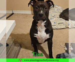 American Bulldog-Unknown Mix Dogs for adoption in Pensacola, FL, USA